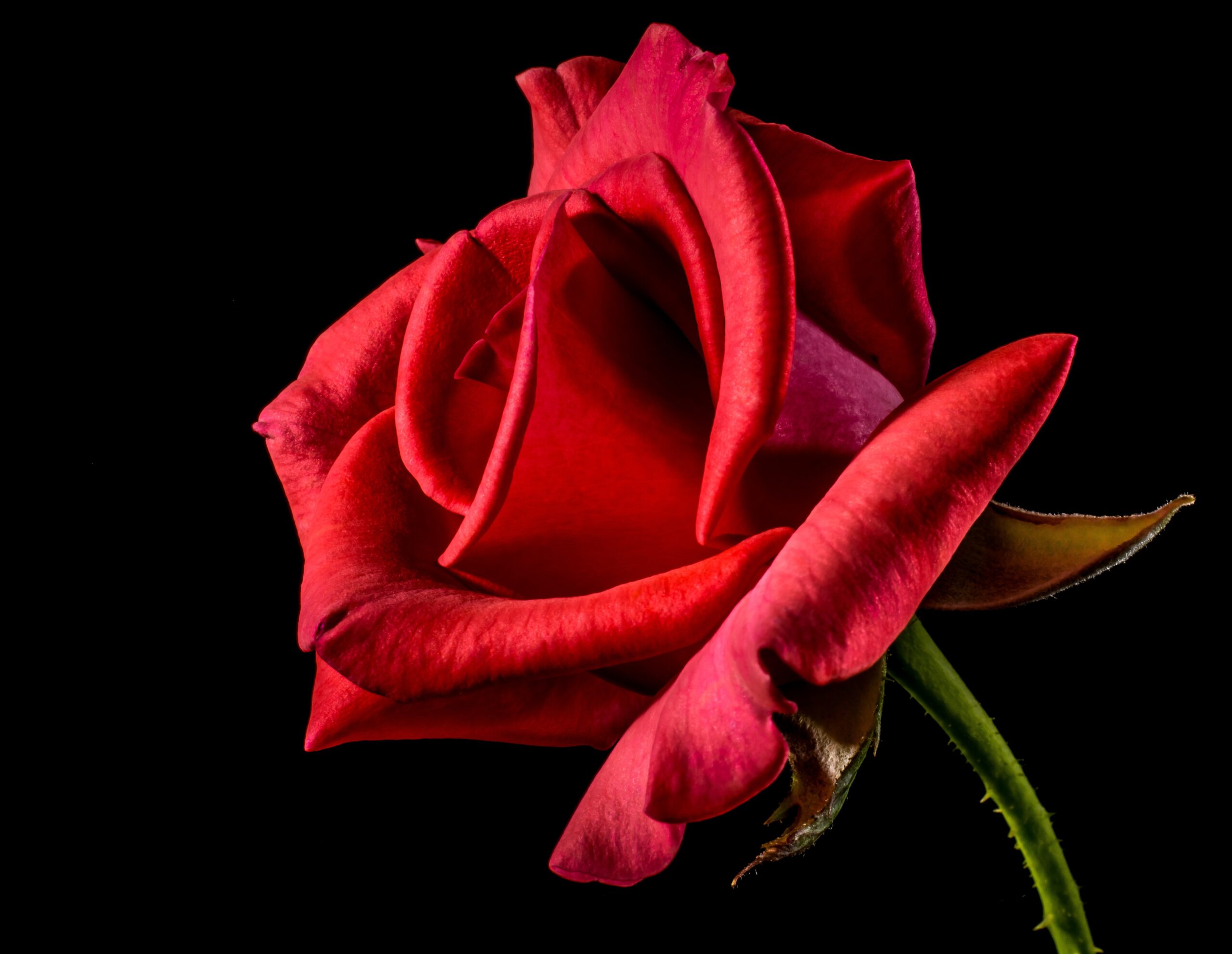 josch13-rose-320868